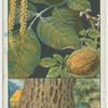 Common walnut (Fuglans regia).