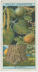 Common walnut (Fuglans regia).