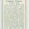 Common walnut (Fuglans regia).