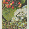 Wayfaring tree (Viburnum lantana).