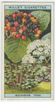 Wayfaring tree (Viburnum lantana).
