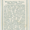 Wayfaring tree (Viburnum lantana).