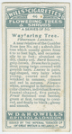 Wayfaring tree (Viburnum lantana).