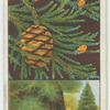 Wellingtonia (Sequoia gigantea).