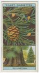 Wellingtonia (Sequoia gigantea).