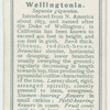 Wellingtonia (Sequoia gigantea).