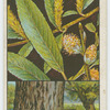 Crack willow, or withy (Salix fragilis).