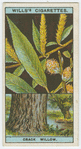 Crack willow, or withy (Salix fragilis).