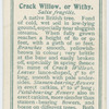 Crack willow, or withy (Salix fragilis).