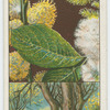 Great willow, or sallow (Salix caprea).