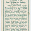 Great willow, or sallow (Salix caprea).