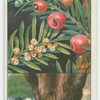 Yew (Texus baccata).