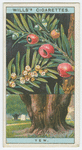 Yew (Texus baccata).