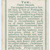 Yew (Texus baccata).