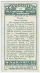 Yew (Texus baccata).