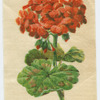 Geranium.