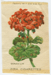 Geranium.