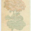 Geranium.