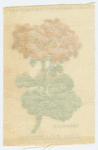 Geranium.