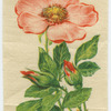 Wild rose.