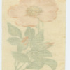Wild rose.