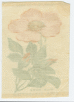 Wild rose.