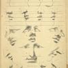 Features - proportions and character.