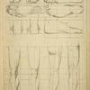 Feet - principles of proportions and legs.