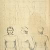 The male trunk - its proportions.