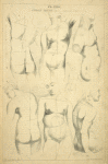 Female trunk - in attitude erect.