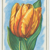 Tulip (Tulipa).