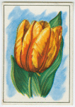 Tulip (Tulipa).