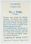 Tulip (Tulipa).