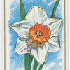 Narcissus.