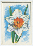 Narcissus.