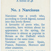 Narcissus.