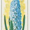 Hyacinth (Hyacinthus).