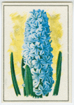Hyacinth (Hyacinthus).