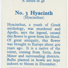Hyacinth (Hyacinthus).