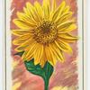 Sunflower (Helianthus).