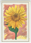 Sunflower (Helianthus).