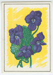 Violet (Viola).