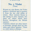 Violet (Viola).
