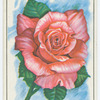Rose (Rosa).