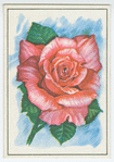 Rose (Rosa).