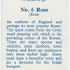 Rose (Rosa).