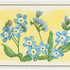 Forget-me-not (Myosotis).
