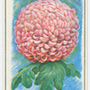 Chrysanthemum.