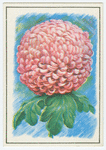 Chrysanthemum.