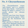 Chrysanthemum.